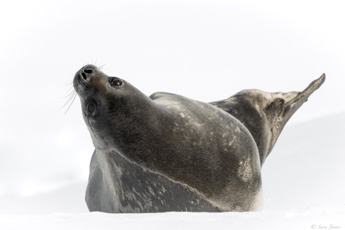 OTL24-24, Day 6, Weddell Seal 2 © Sara Jenner - Oceanwide Expeditions.jpg