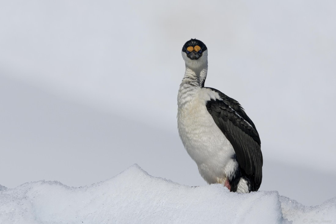 OTL24-24, Day 7, Blue eyed shag © Sara Jenner - Oceanwide Expeditions.jpg