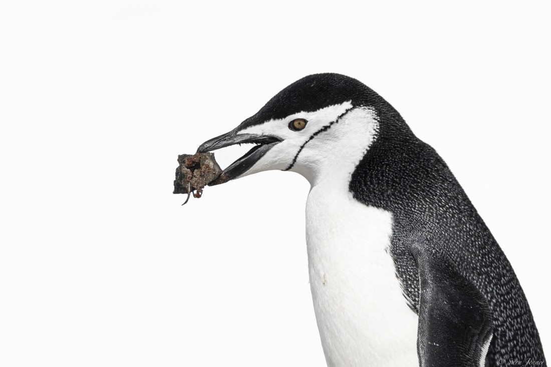 OTL24-24, Day 7, Chinstrap 1 © Sara Jenner - Oceanwide Expeditions.jpg