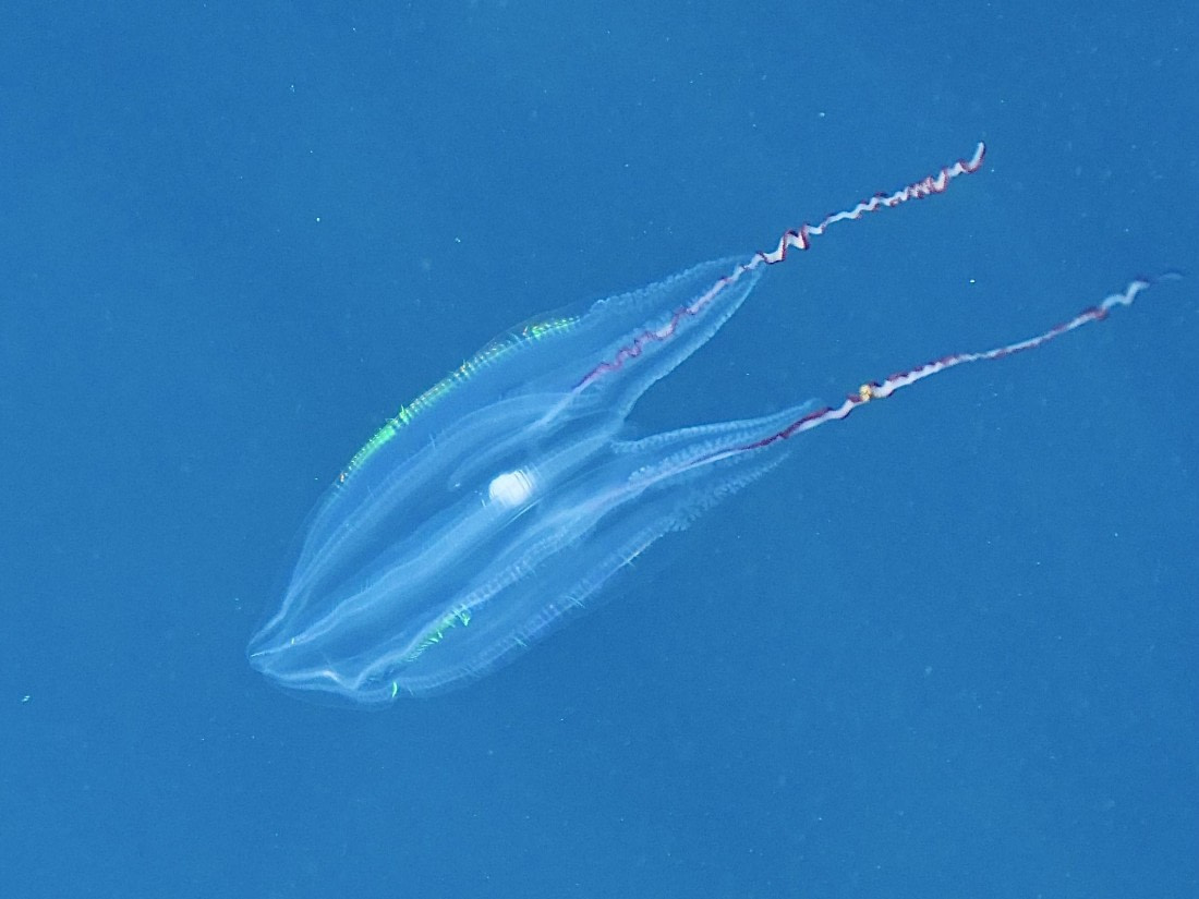 OTL24-24, Day 7, P1103117 © Tanja Bayer - Oceanwide Expeditions.jpg