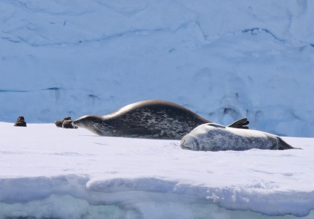 OTL24-24, Day 7, P1103156 © Tanja Bayer - Oceanwide Expeditions.jpg