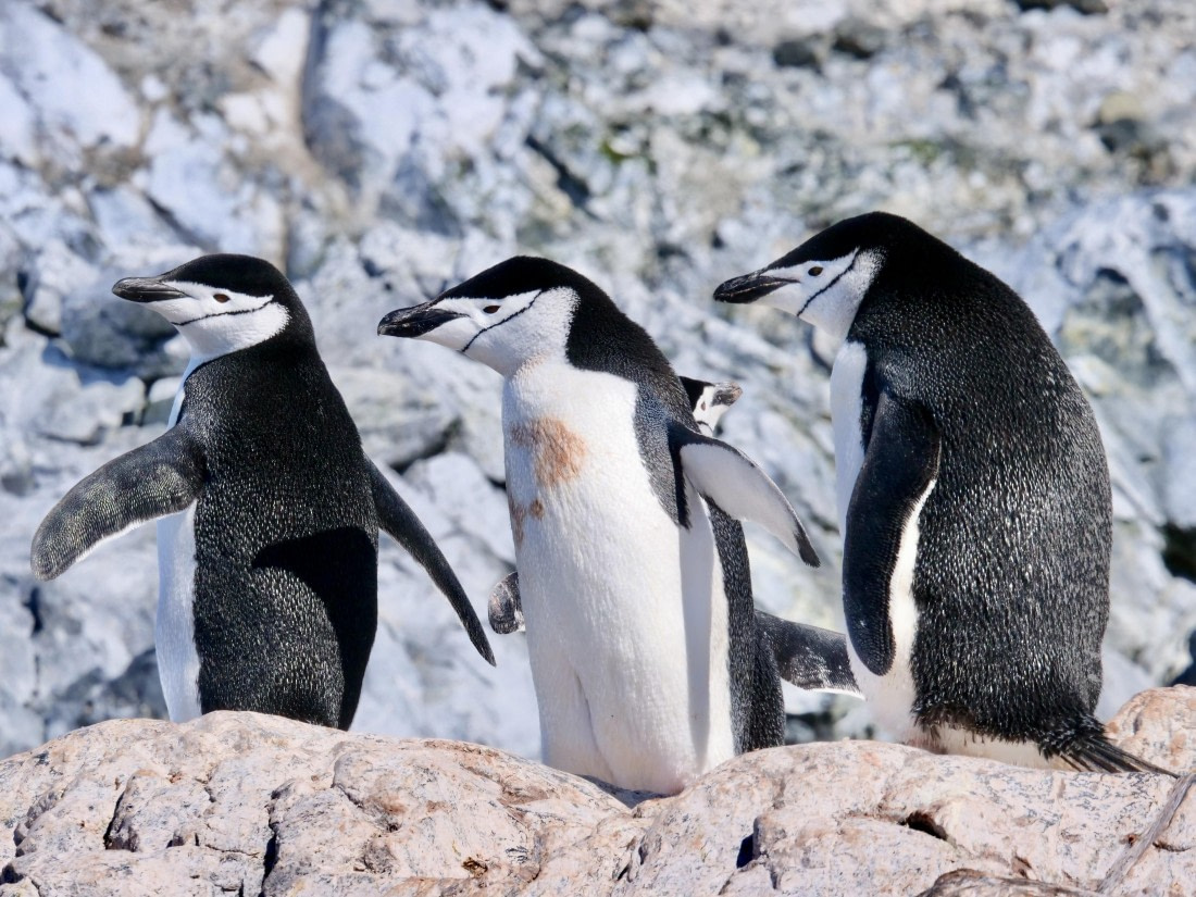 OTL24-24, Day 7, P1103270 © Tanja Bayer - Oceanwide Expeditions.jpg