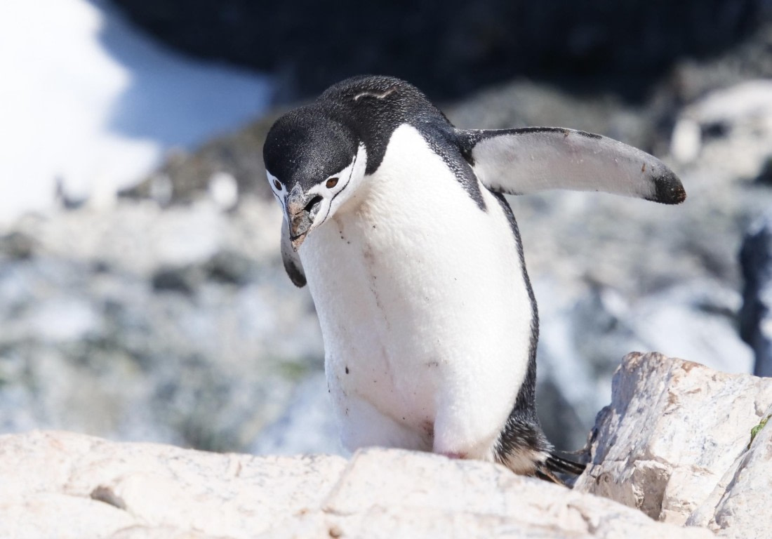 OTL24-24, Day 7, P1103343 © Tanja Bayer - Oceanwide Expeditions.jpg