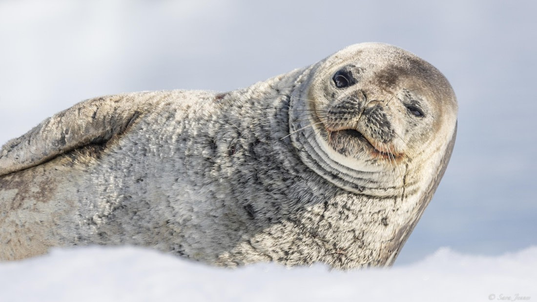 OTL24-24, Day 7, Weddell Seal (2) © Sara Jenner - Oceanwide Expeditions.jpg