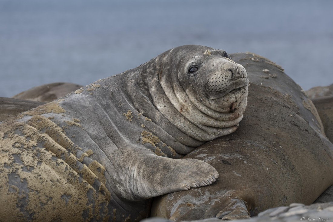 OTL24-24, Day 8, Elephant Point 1 ©  Sara Jenner  - Oceanwide Expeditions.jpg