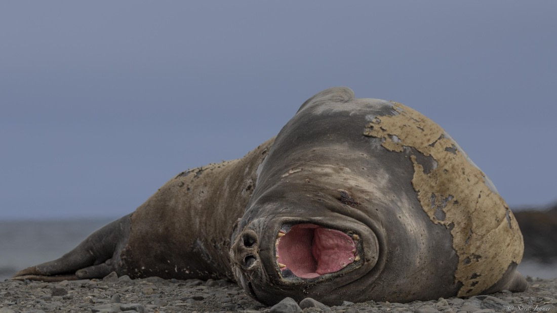 OTL24-24, Day 8, Elephant Point 3 ©  Sara Jenner  - Oceanwide Expeditions.jpg