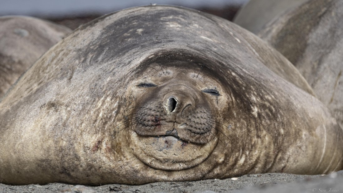 OTL24-24, Day 8, Elephant Point 5 ©  Sara Jenner  - Oceanwide Expeditions.jpg