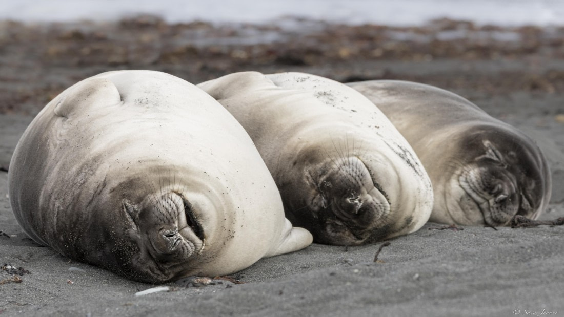 OTL24-24, Day 8, Elephant Point 8 ©  Sara Jenner  - Oceanwide Expeditions.jpg