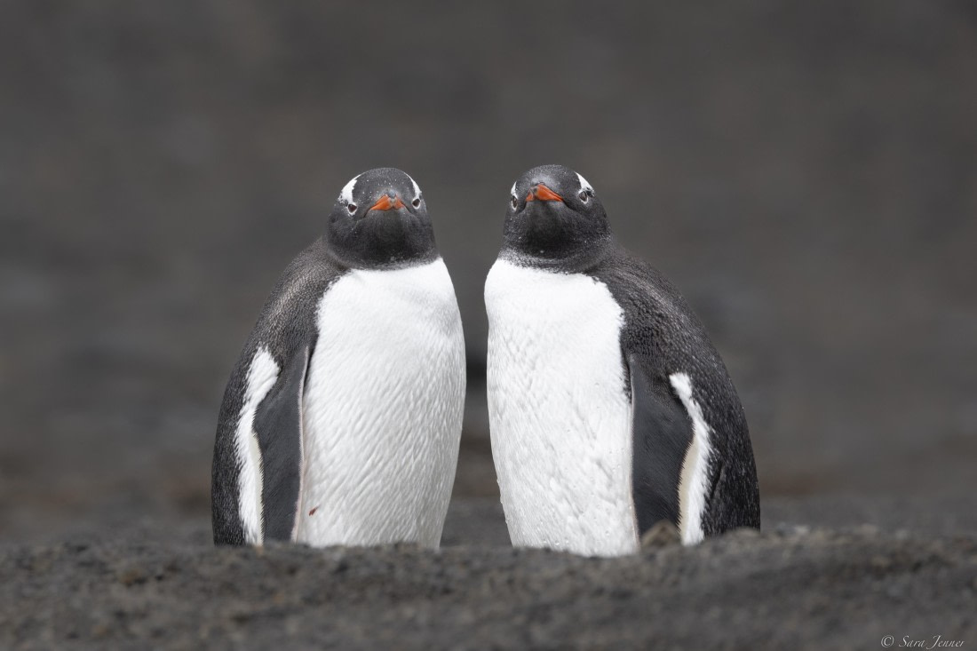 OTL24-24, Day 8, Gentoos at Telefon © Sara Jenner - Oceanwide Expeditions.jpg