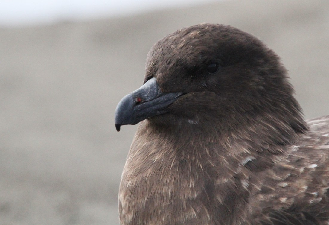 OTL24-24, Day 8, IMG_9444 © Unknown photographer - Oceanwide Expeditions.JPG