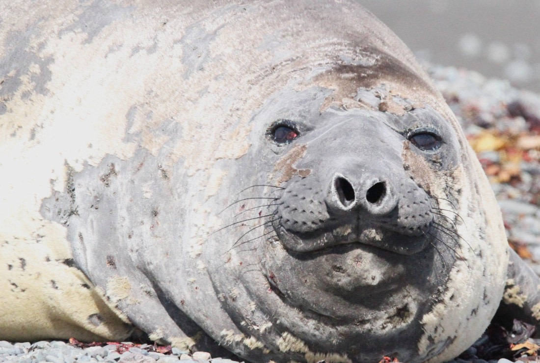 OTL24-24, Day 8, IMG_9493 © Unknown photographer - Oceanwide Expeditions.JPG