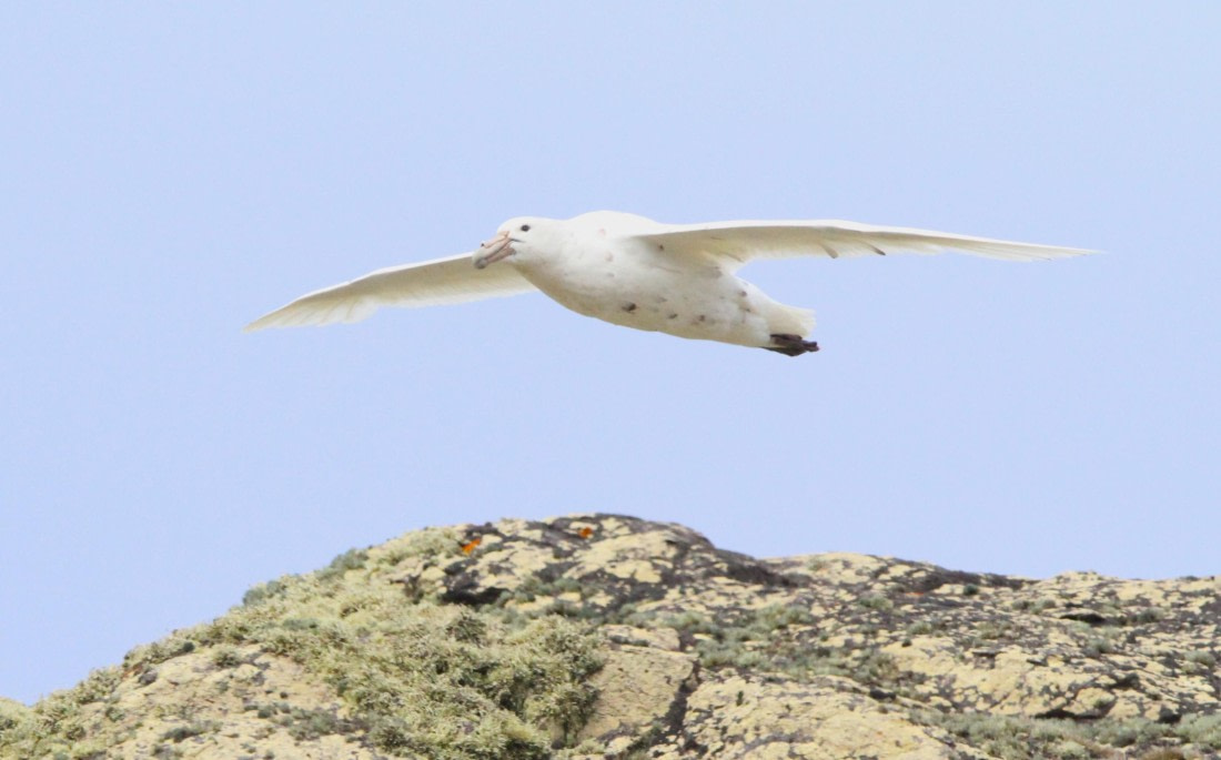 OTL24-24, Day 8, IMG_9643 © Unknown photographer - Oceanwide Expeditions.JPG