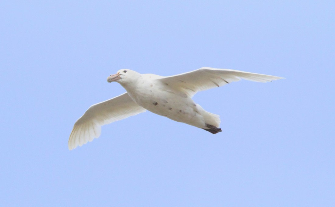 OTL24-24, Day 8, IMG_9644 © Unknown photographer - Oceanwide Expeditions.JPG