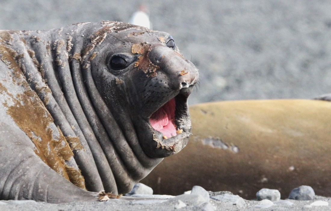 OTL24-24, Day 8, IMG_9656 © Unknown photographer - Oceanwide Expeditions.JPG