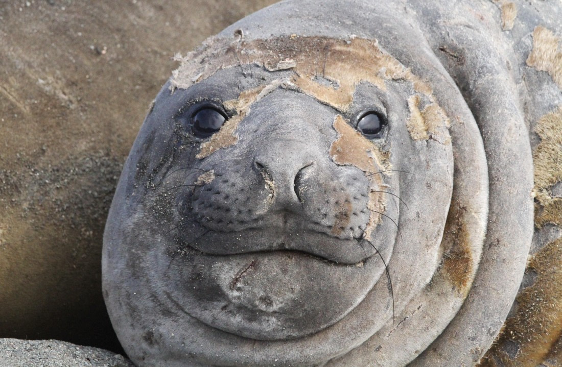 OTL24-24, Day 8, IMG_9678 © Unknown photographer - Oceanwide Expeditions.JPG