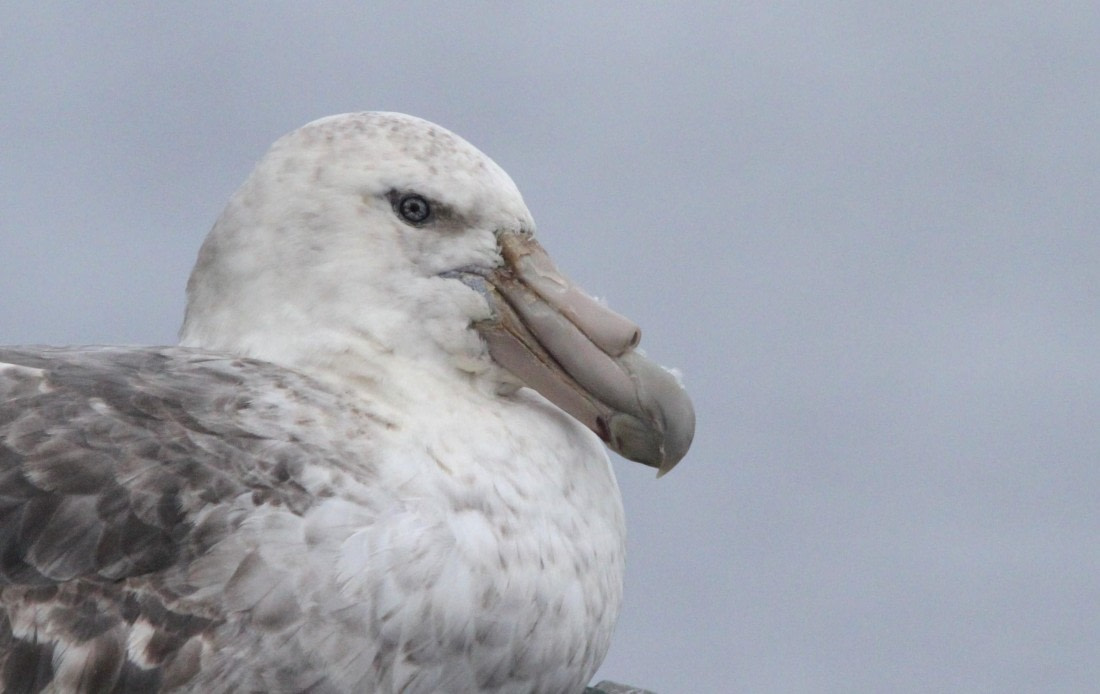 OTL24-24, Day 8, IMG_9706 © Unknown photographer - Oceanwide Expeditions.JPG