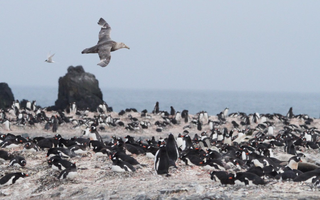 OTL24-24, Day 8, IMG_9726 © Unknown photographer - Oceanwide Expeditions.JPG