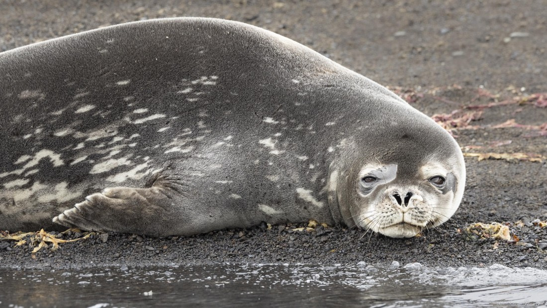 OTL24-24, Day 8, Weddell seal at Telefon 2 © Sara Jenner - Oceanwide Expeditions.jpg