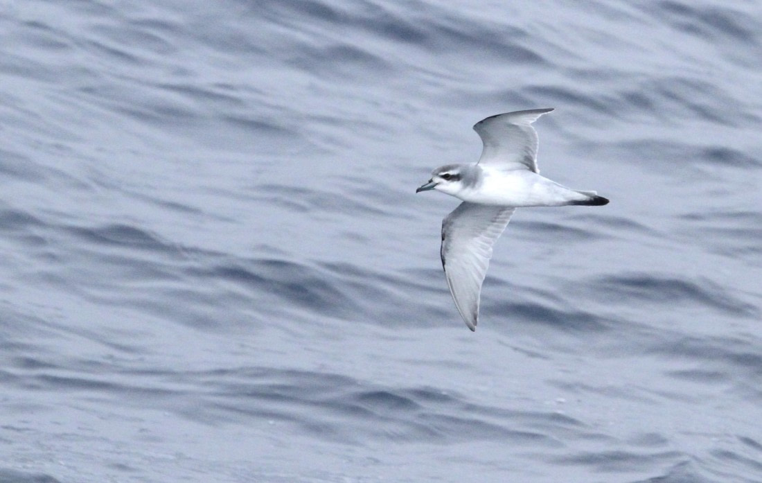 OTL24-24, Day 9, IMG_0004 © Unknown photographer - Oceanwide Expeditions.JPG