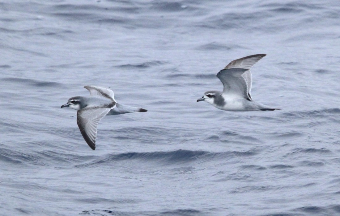 OTL24-24, Day 9, IMG_0071 © Unknown photographer - Oceanwide Expeditions.JPG