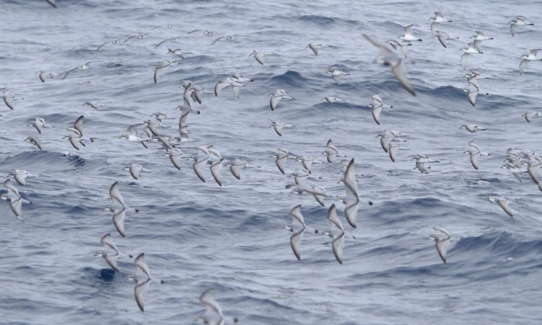 OTL24-24, Day 9, IMG_0028 © Unknown photographer - Oceanwide Expeditions.JPG