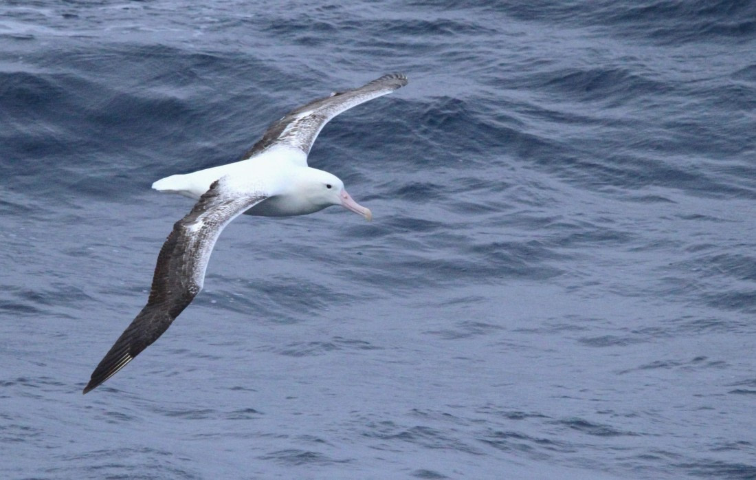 OTL24-24, Day 10, IMG_0112 ©  Unknown photographer - Oceanwide Expeditions.JPG