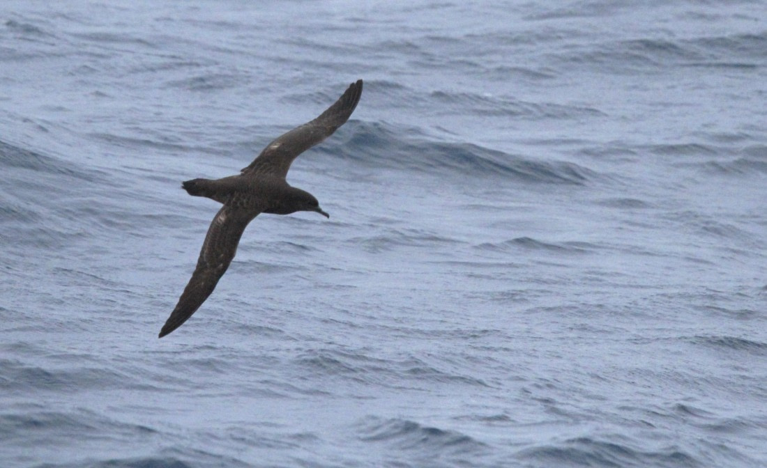 OTL24-24, Day 10, IMG_0201 ©  Unknown photographer - Oceanwide Expeditions.JPG