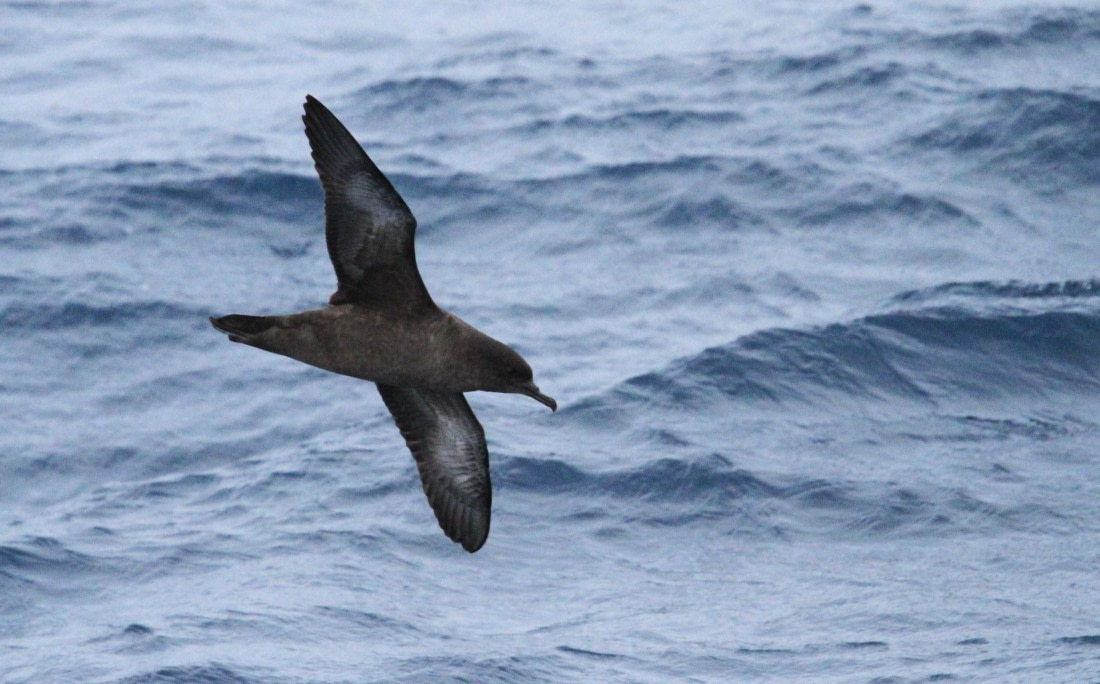 OTL24-24, Day 10, IMG_0217 ©  Unknown photographer - Oceanwide Expeditions.JPG