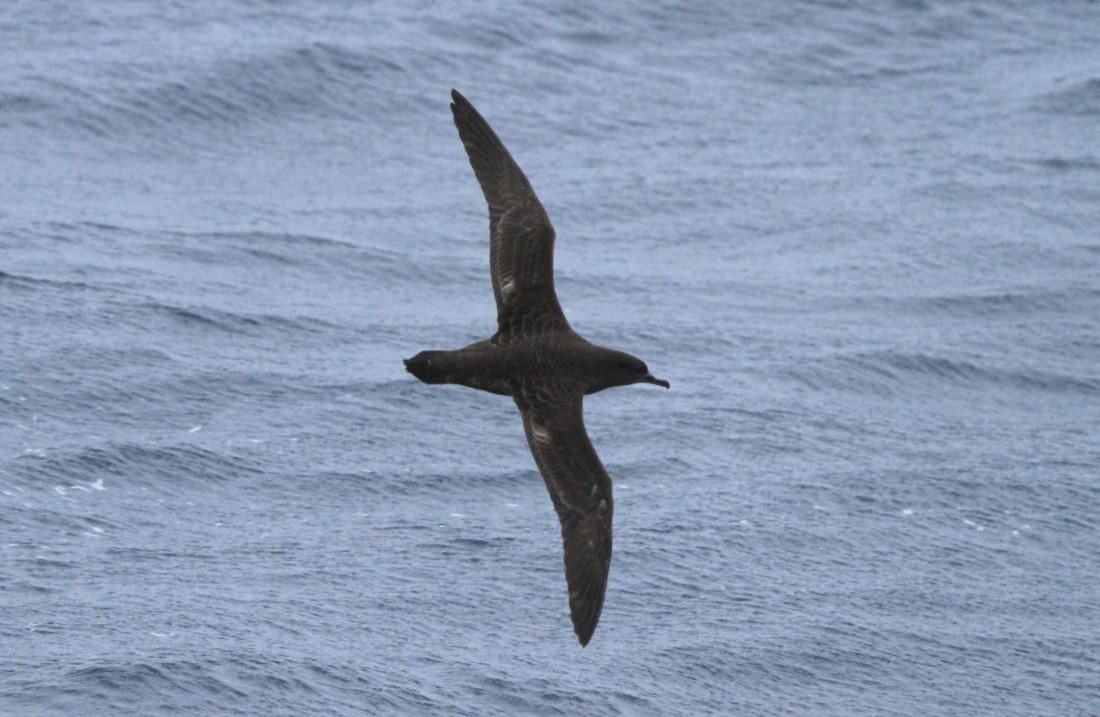 OTL24-24, Day 10, IMG_0221 ©  Unknown photographer - Oceanwide Expeditions.JPG