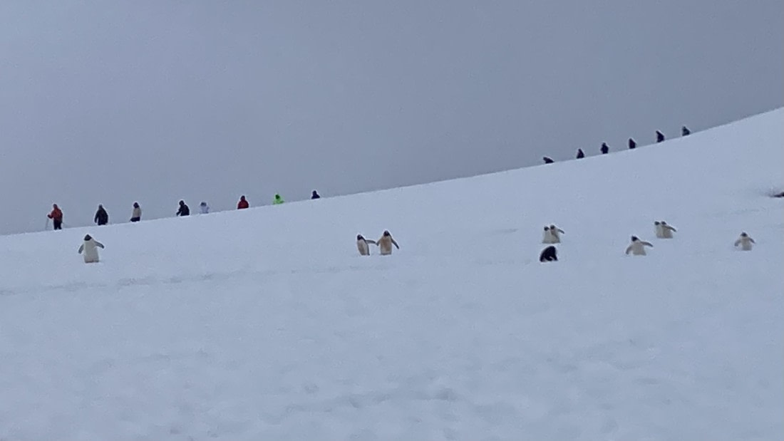 HDS24-24, Day 6, Penguins and mountaineers at Danco © Unknown photographer - Oceanwide Expeditions.jpeg