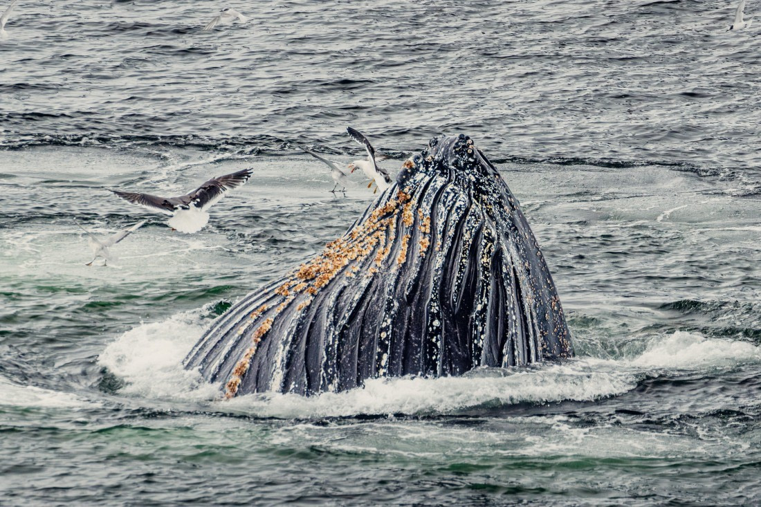 HDS24-24, Day 8, 2B5A5636 © Juan Martin Berenstein - Oceanwide Expeditions.jpg