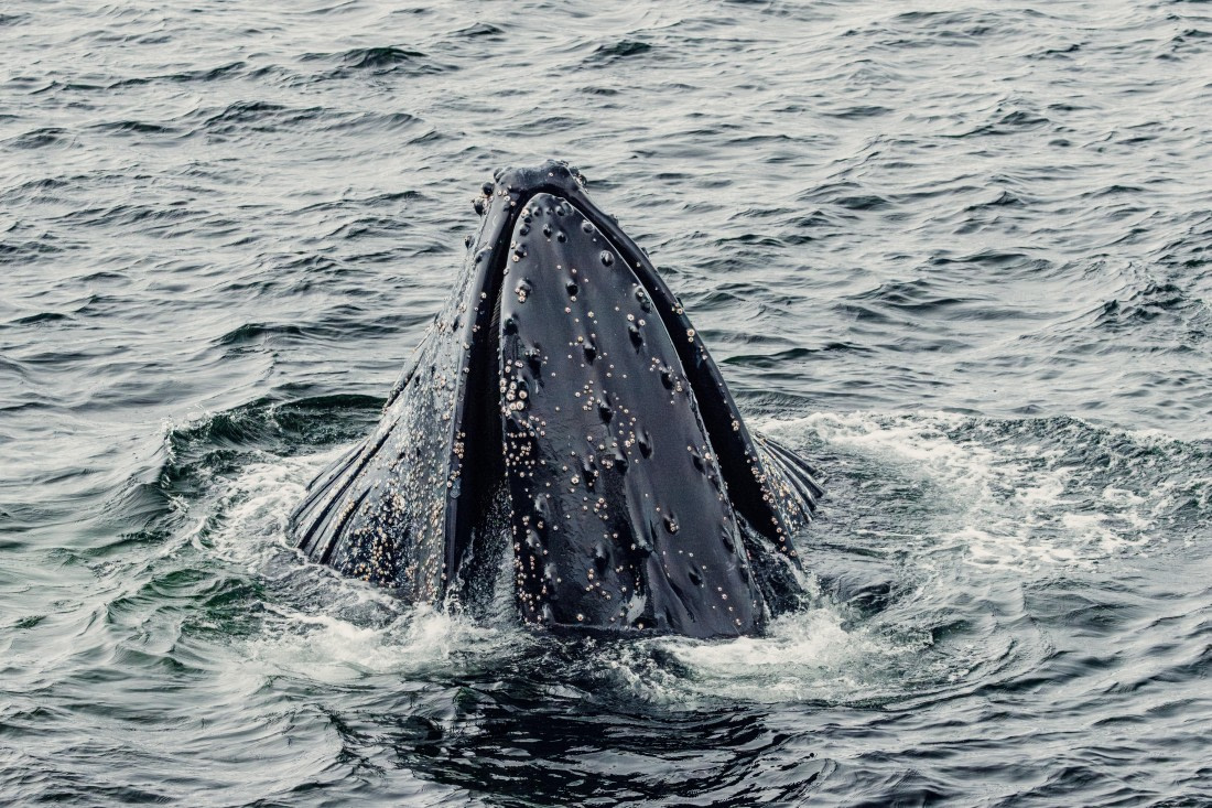 HDS24-24, Day 8, 2B5A5696 © Juan Martin Berenstein - Oceanwide Expeditions.jpg