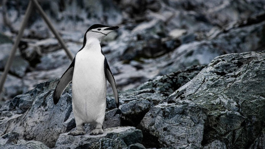 HDS24-24, Day 9, Picture27 © Unknown photographer - Oceanwide Expeditions.jpg