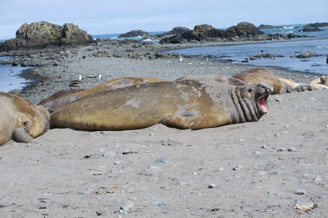 Elephant seal getting tired