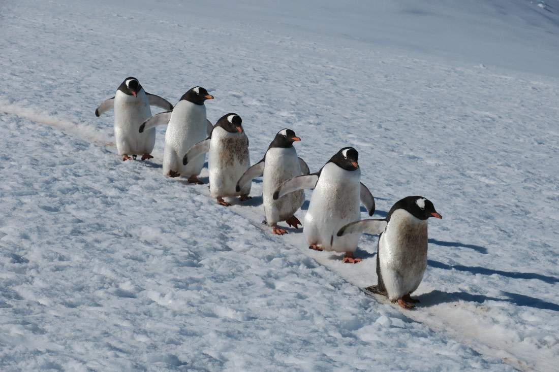 Penguins in a queue