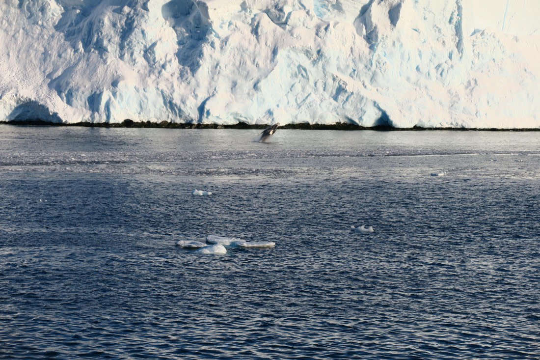 Whale jumping out at Yelcho Base