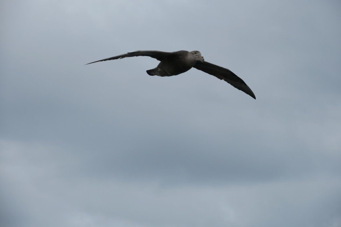 Albatross joining us on the way to Cape Hoorn