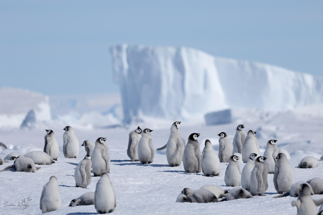 Emperor Penguin’s