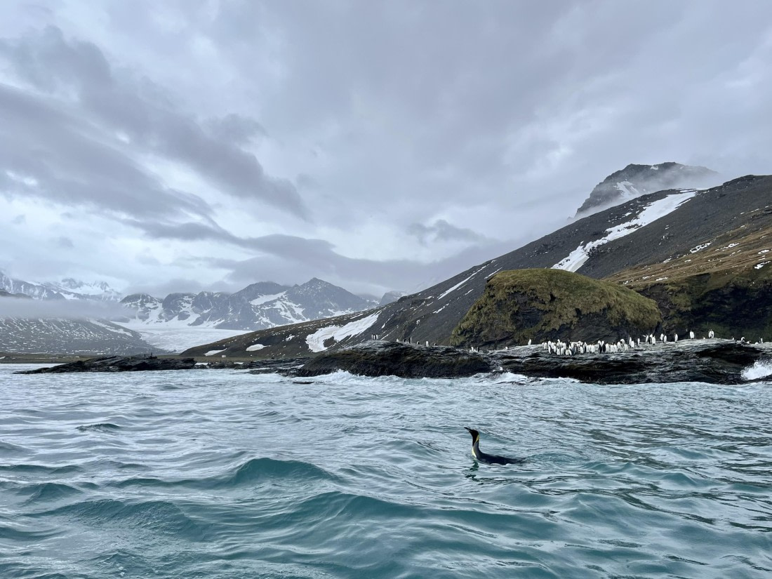 St Andrew’s Penguin