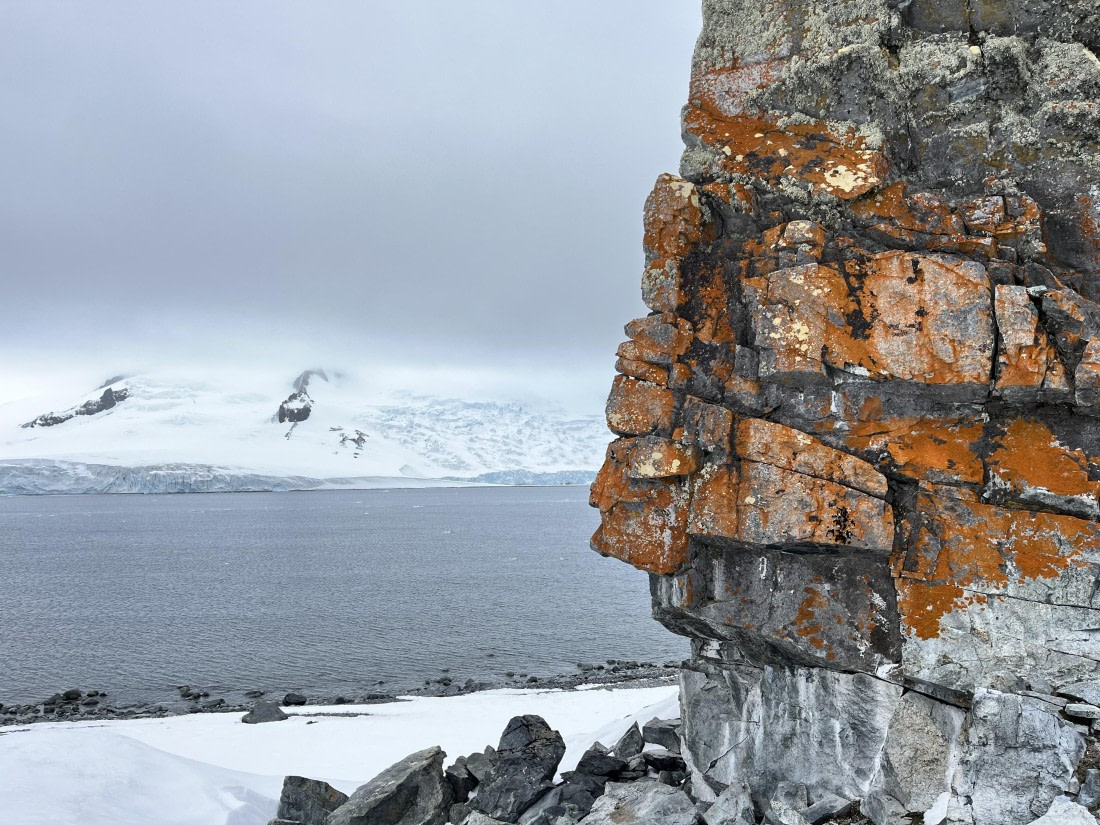Lichen at Half Moon Island