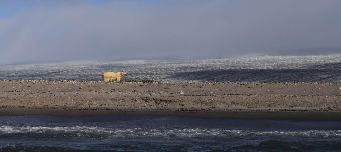 Orso polare a Kvitøya
