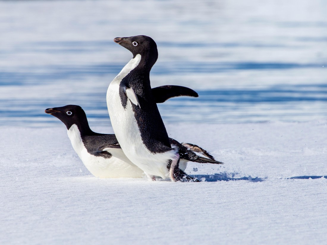 Lunch is ready, 冲鸭!