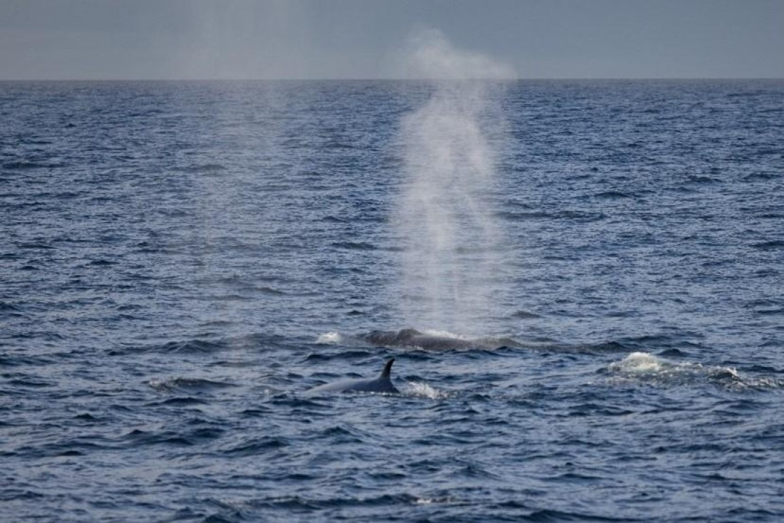 PLA24-24, Day 3, Whales © Unknown photographer - Oceanwide Expeditions.jpg