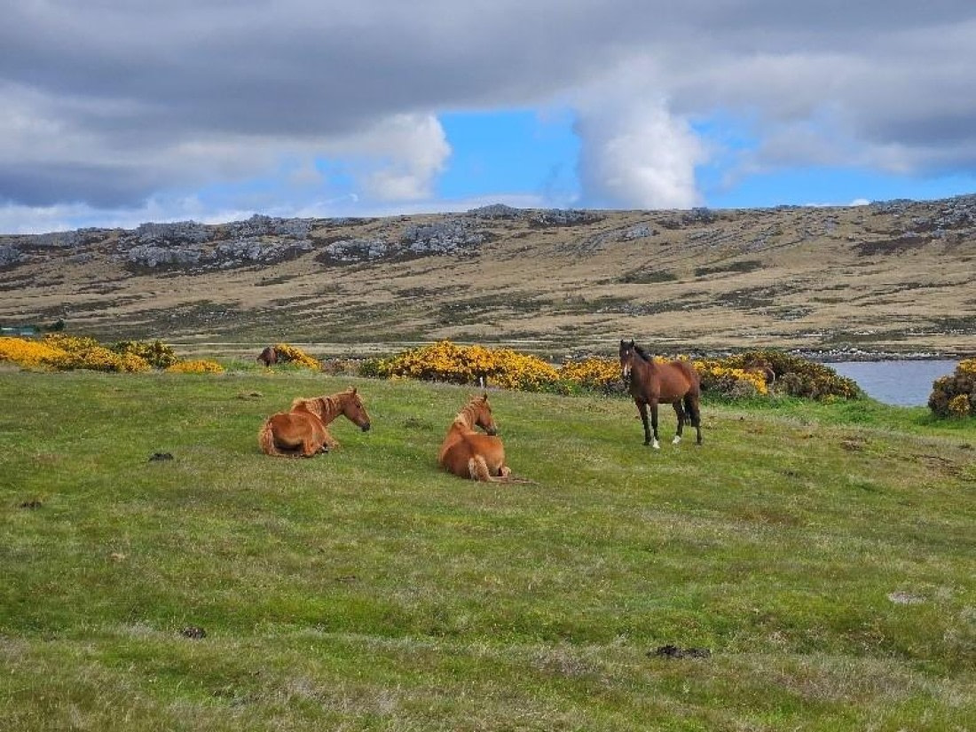 PLA24-24, Day 4, Horses © Unknown photographer - Oceanwide Expeditions.jpg