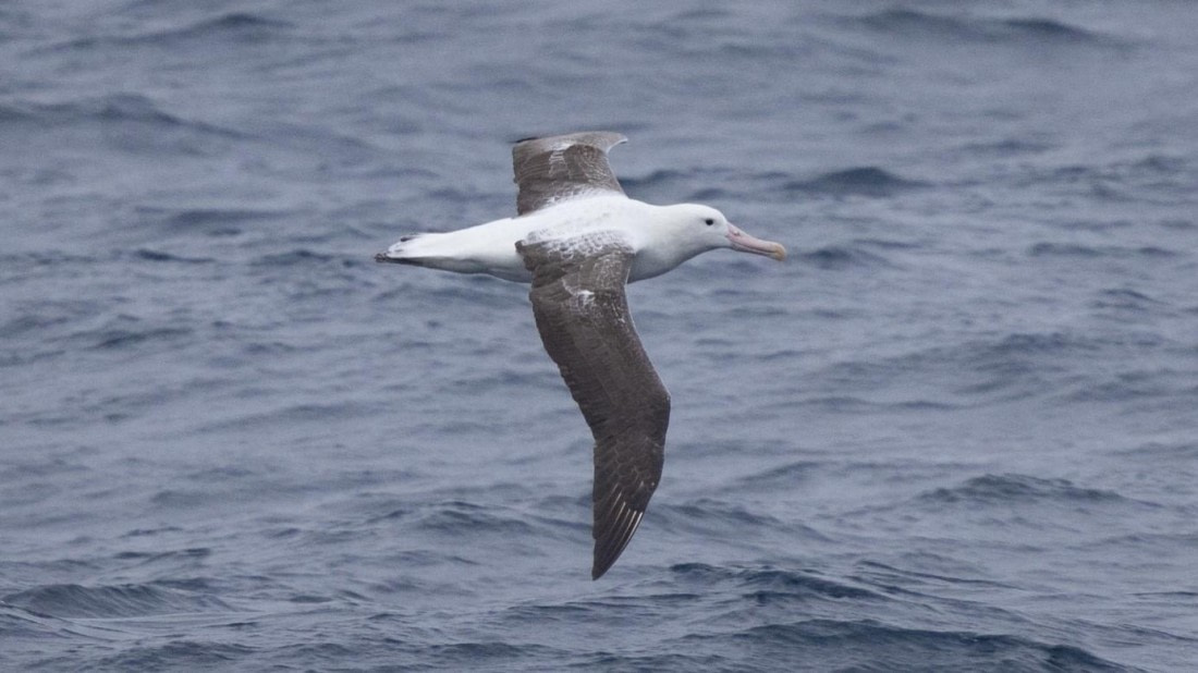 PLA24-24, Day 6, Bird 2 © Unknown photographer - Oceanwide Expeditions.jpg
