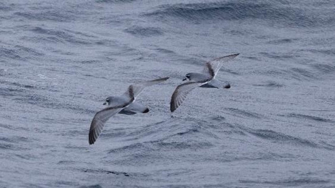 PLA24-24, Day 6, Birds © Unknown photographer - Oceanwide Expeditions.jpg