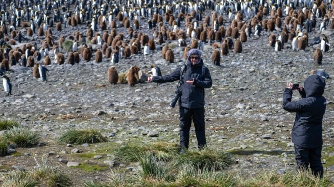 PLA24-24, Day 7, King penguins 2 © Unknown photographer - Oceanwide Expeditions.jpg