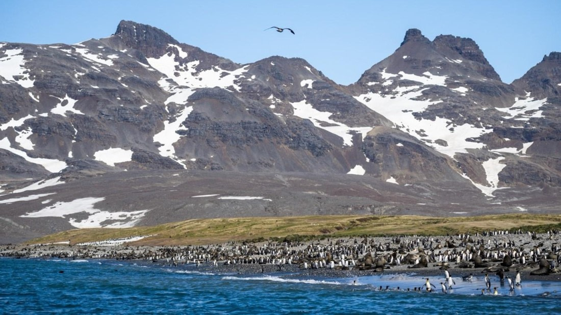 PLA24-24, Day 7, King penguins 3 © Unknown photographer - Oceanwide Expeditions.jpg