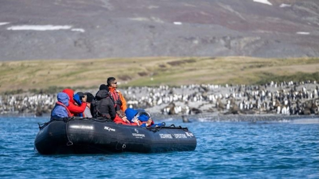 PLA24-24, Day 7, King penguins 4 © Unknown photographer - Oceanwide Expeditions.jpg