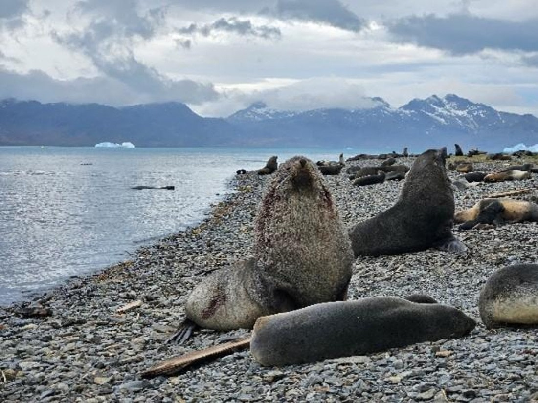 PLA24-24, Day 8, Fur seals © Unknown photographer - Oceanwide Expeditions.jpg